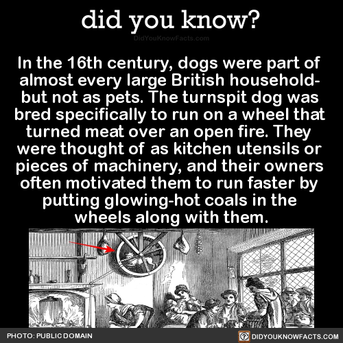 in-the-16th-century-dogs-were-part-of-almost