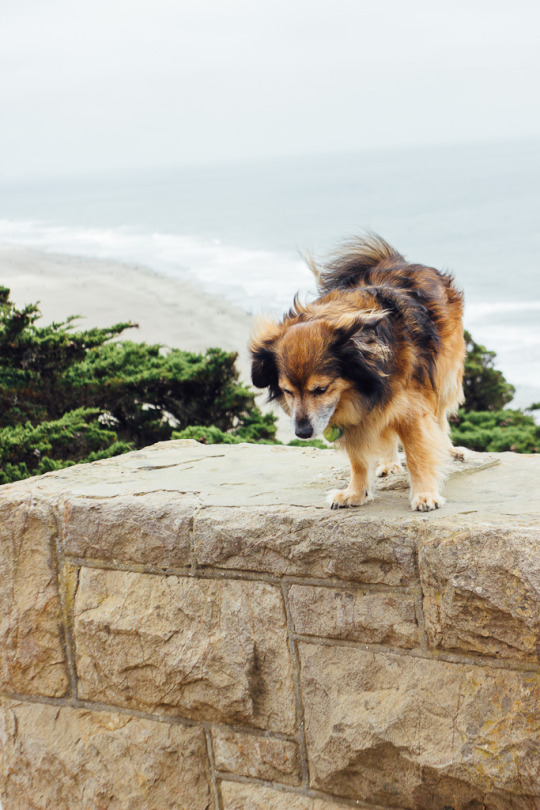 Dog friendly spots in San Francisco: Sutro heights Park