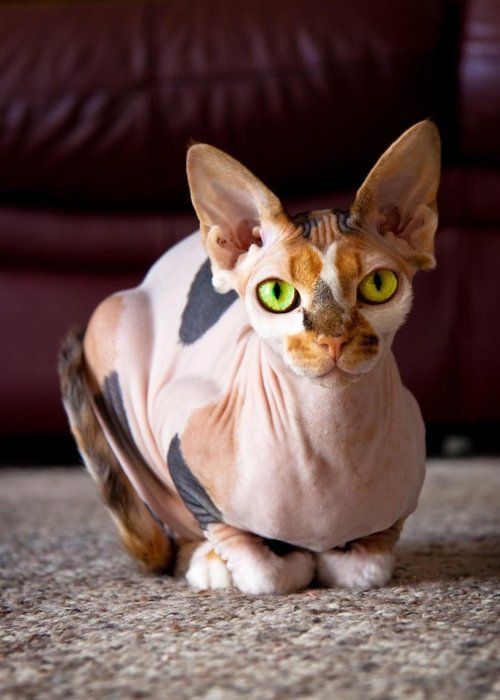 Pin by dogs on sphynx cat | Cat art, Egyptian cats, Cat 