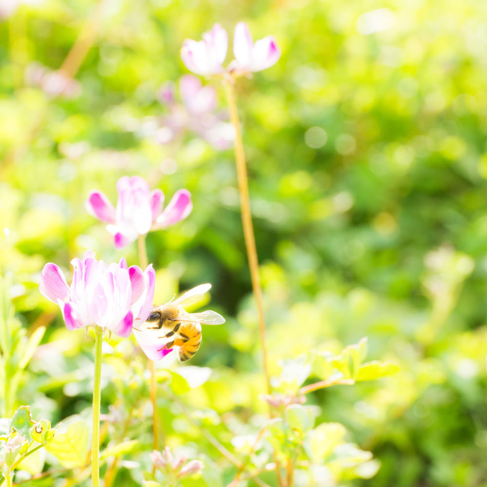 屋久島のレンゲとミツバチ