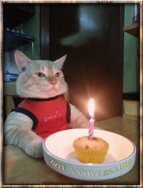 happy birthday cat gif