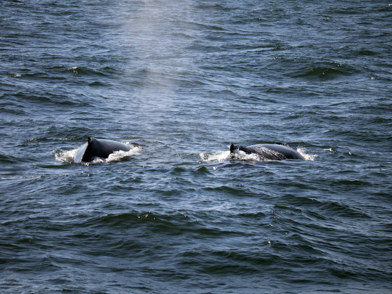9-2-16: Humpback Whale ("Etch-a-sketch") and calf