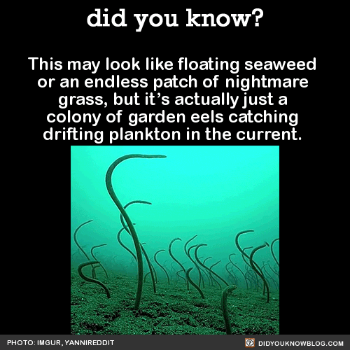 this-may-look-like-floating-seaweed-or-an-endless