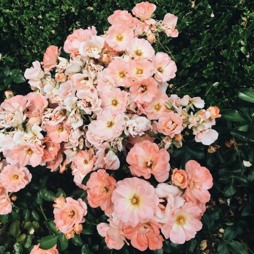 rose bush | Tumblr