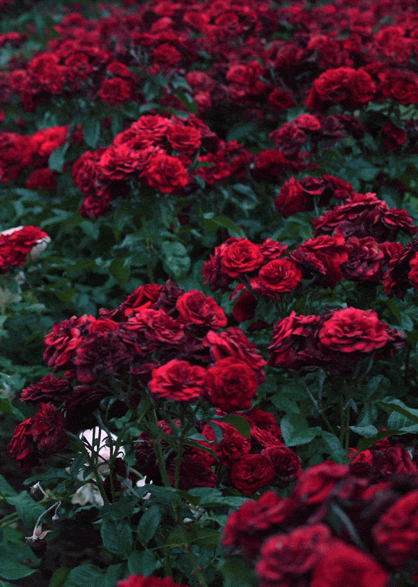 red roses gif | Tumblr