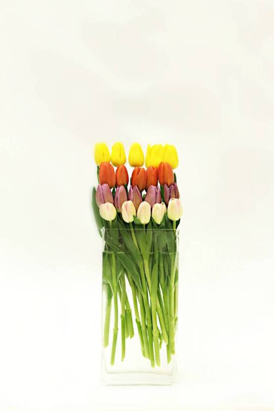rainbow tulips