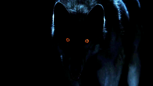 Image result for wolves at night gif