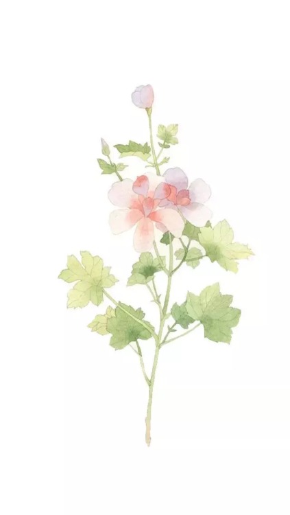 flower wallpaper iphone 6 | Tumblr