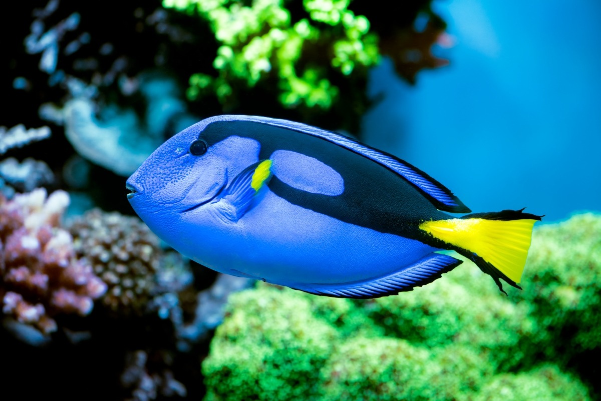 Monterey Bay Aquarium — Protecting Dory