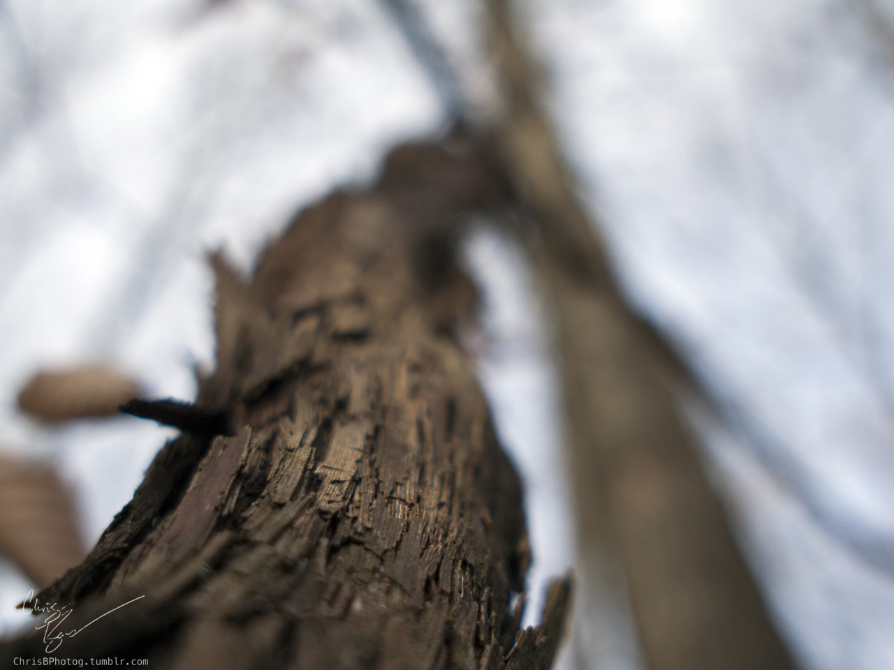 (if its not obvious I&rsquo;m a fan of narrow depth of field)
