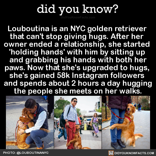 louboutina-is-an-nyc-golden-retriever-that-cant
