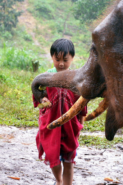 Patara Elephant Farm - Chiang Mai, Thailand by Michelle Tam https://nomnompaleo.com