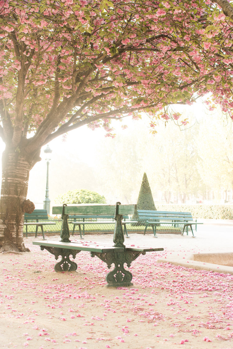 Notre Dame Cherry Blossom Trees.