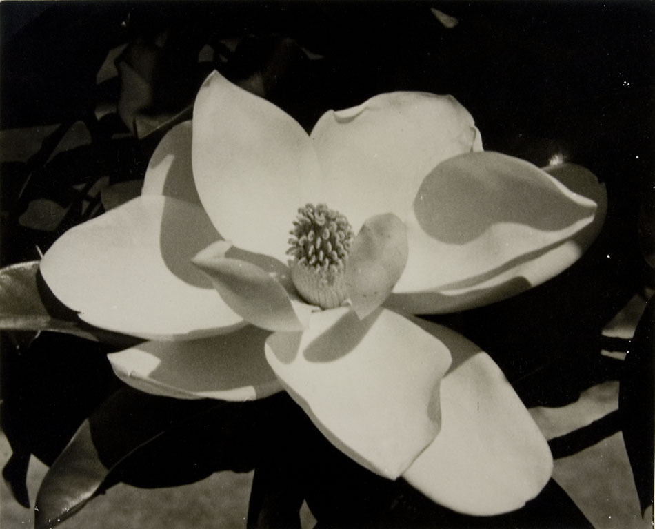 dame-de-pique  Carlotta M Corpron 1901-1988 - Magnolia blossom 1940s