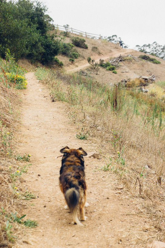 dog friendly hiking in Glen Canyon Park, San Francisco