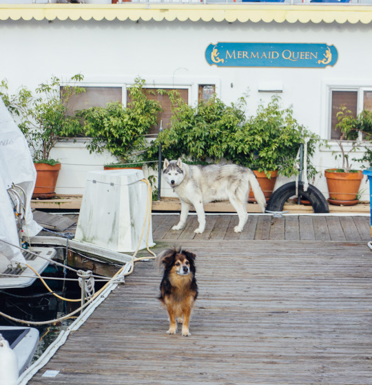 Sausalito Bay Area airbnb pet friendly staycation dog friendly sausalito