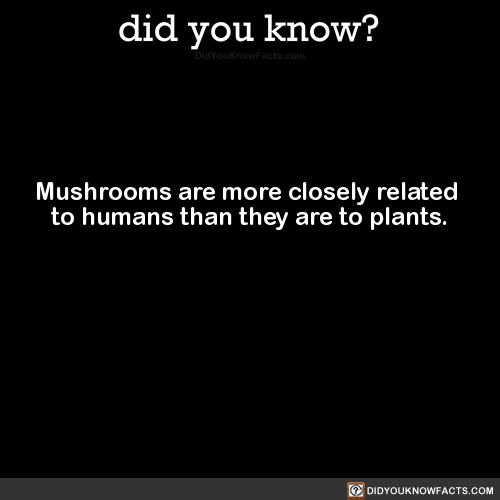 mushrooms-are-more-closely-related-to-humans-than