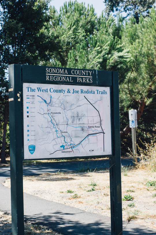 dog friendly hiking in Sebastopol, Sonoma county regional parks, west county and Joe rodota trails