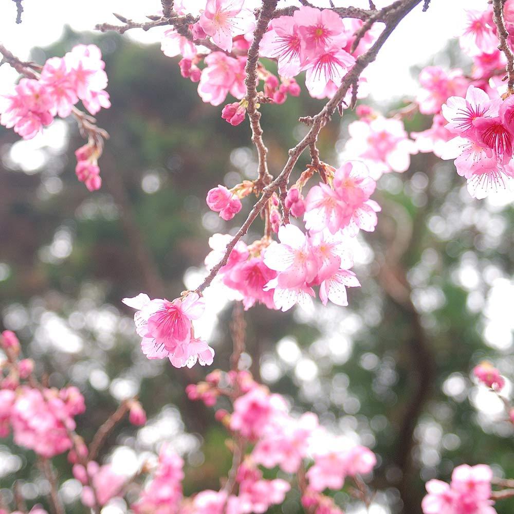 屋久島の桜　アップ
