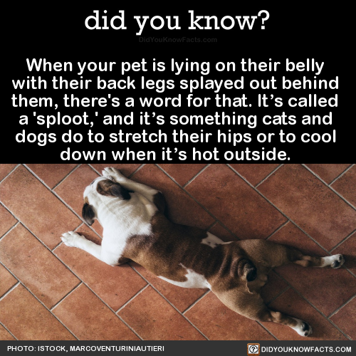 when-your-pet-is-lying-on-their-belly-with-their