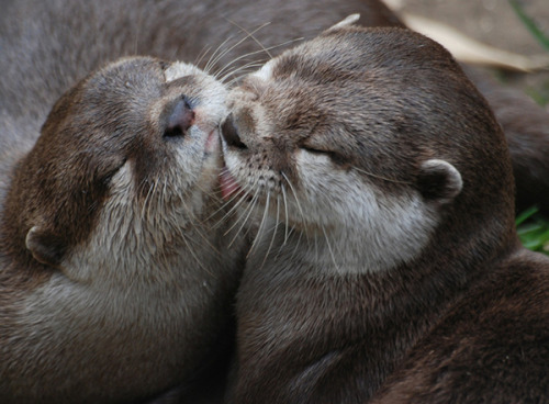 Adorable Otters  Tumblr-8744