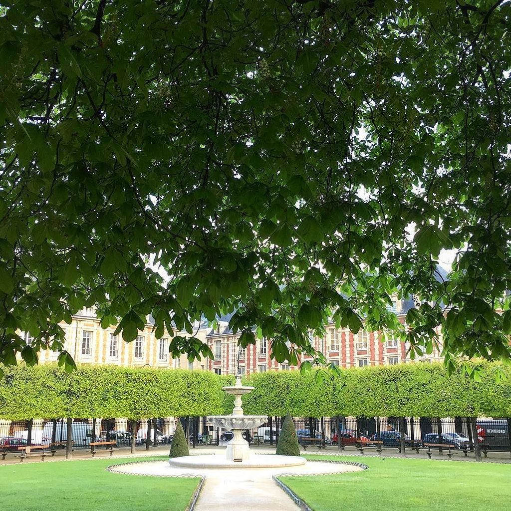 Lime trees in Place des Vosges by Susan Owens.
