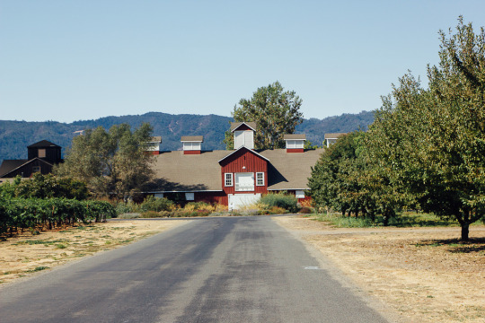 Boutique wineries in Napa-Frog's leap winery