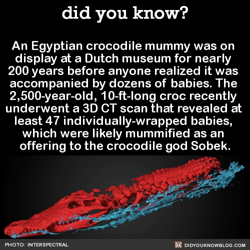 an-egyptian-crocodile-mummy-was-on-display-at-a