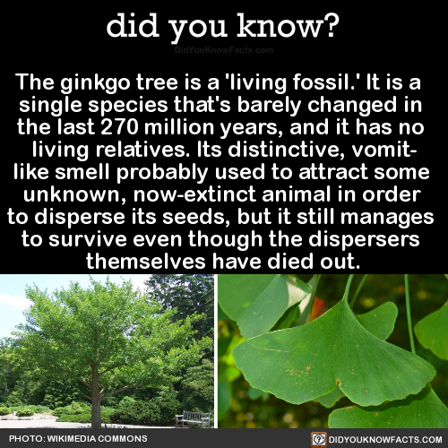the-ginkgo-tree-is-a-living-fossil-it-is-a