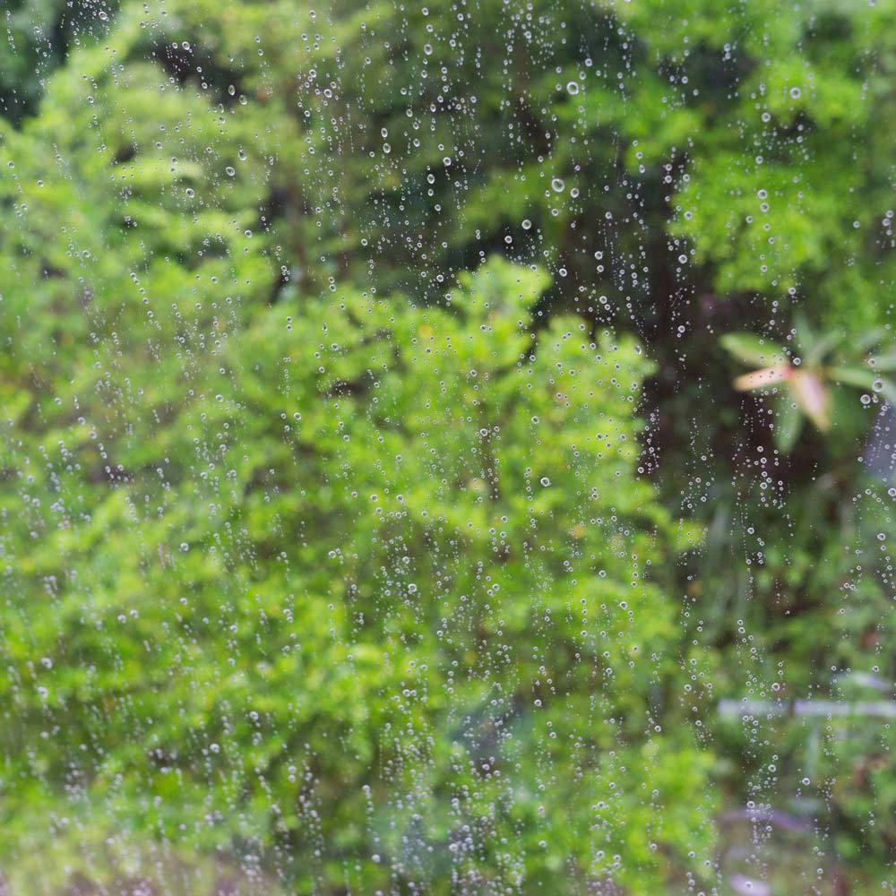 屋久島の緑　窓ガラスの雨粒