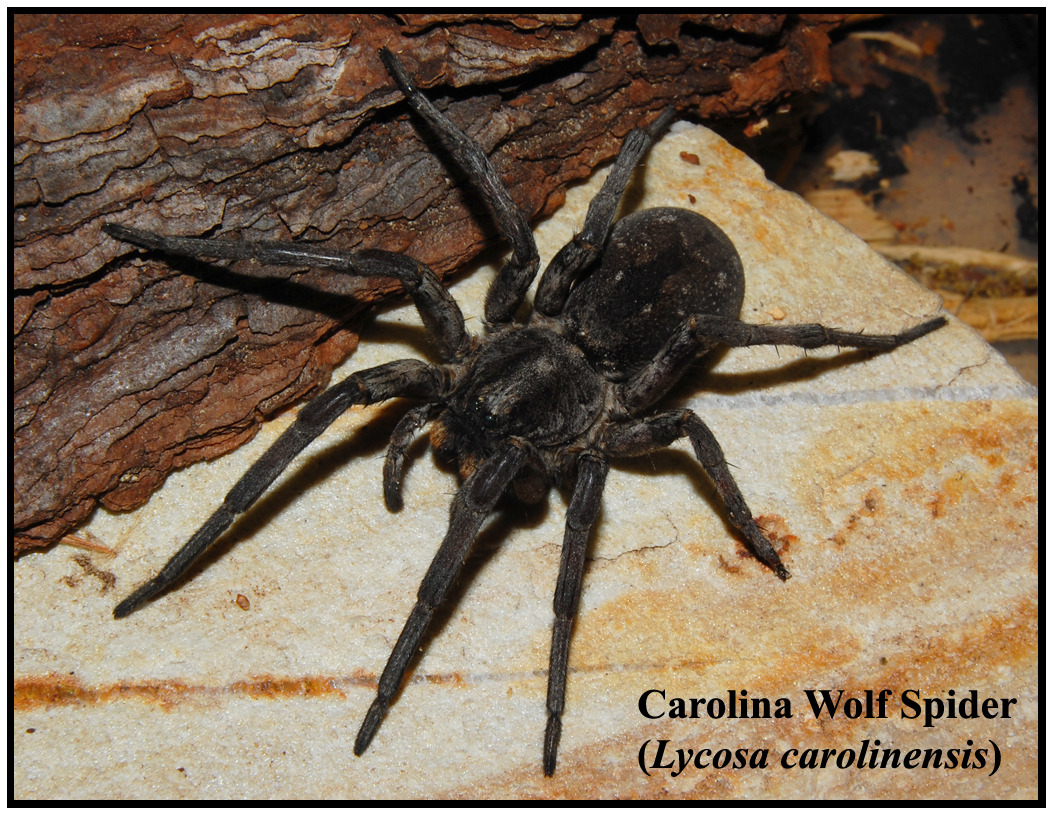Are there wolf spiders in Florida?