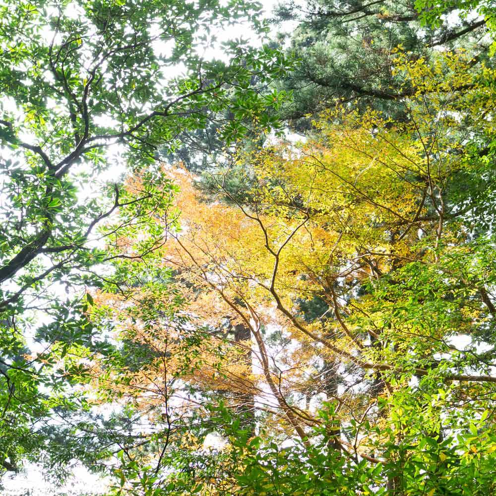 屋久島の森　紅葉
