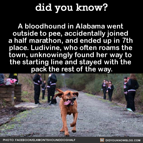 a-bloodhound-in-alabama-went-outside-to-pee