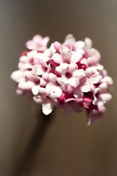 pink viburnum flower