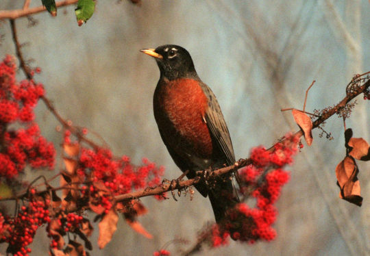 american robin on branch