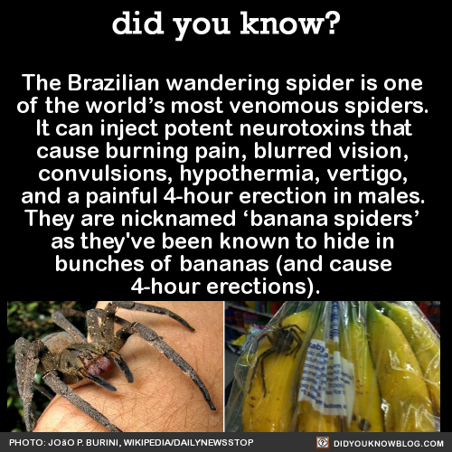 the-brazilian-wandering-spider-is-one-of-the