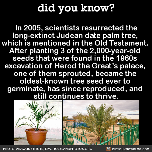in-2005-scientists-resurrected-the-long-extinct
