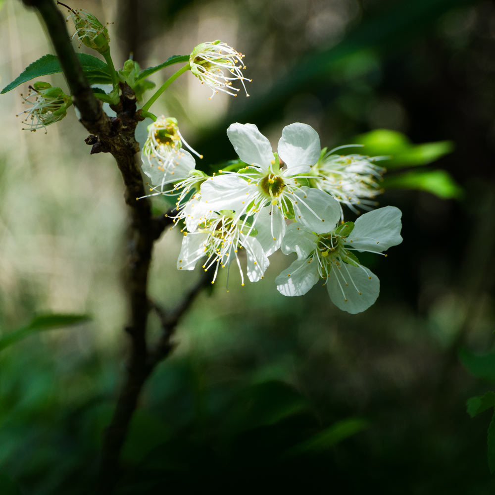 屋久島スモモの花