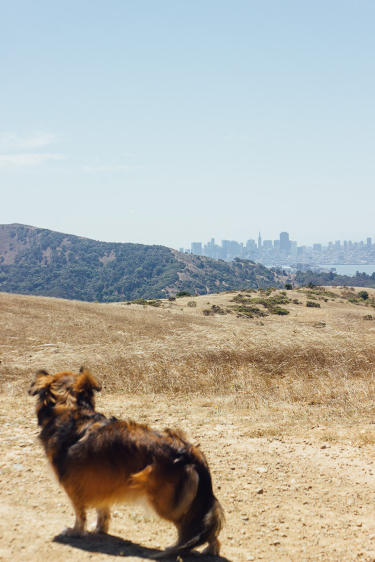 Fantastic view from Tiburon St. Hilary Open space Preserve with dog friendly hiking in Marin