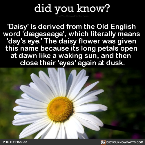 daisy-is-derived-from-the-old-english-word