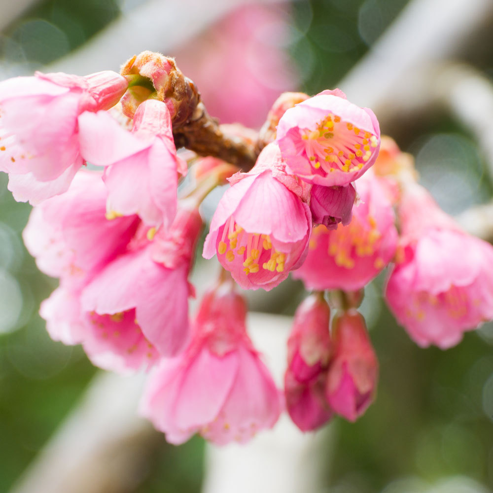 屋久島の桜　