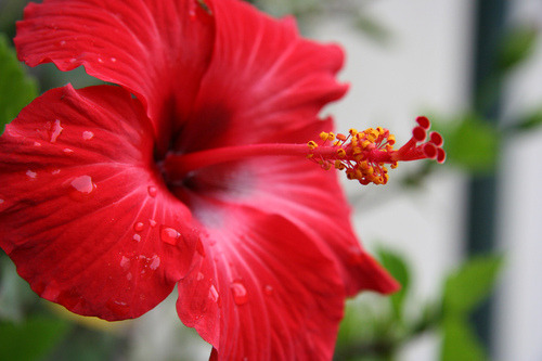 What is the meaning of hibiscus flowers?