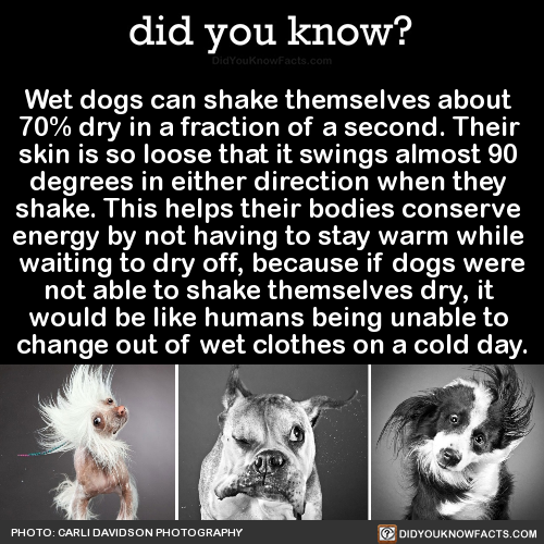 wet-dogs-can-shake-themselves-about-70-dry-in-a