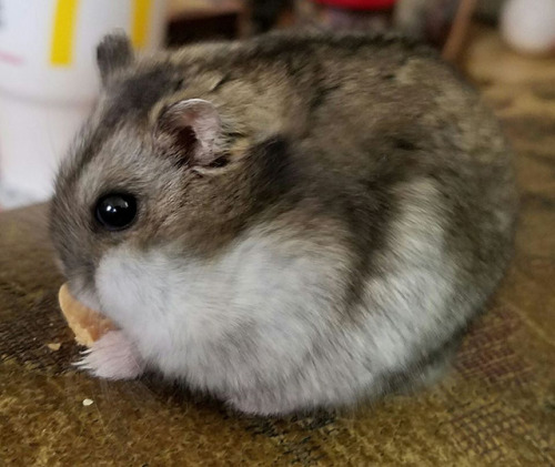 A Fat Hamster 13