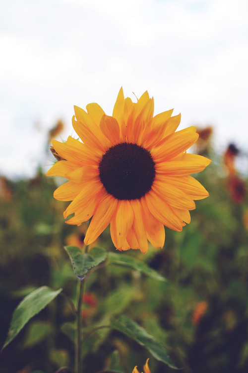 hipster sunflower | Tumblr