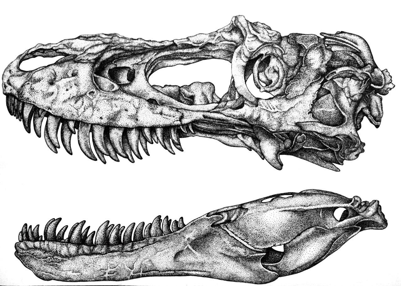 Albertosaurus Skull - Pen on Paper - Pointillism 8thuds.tumblr.com — Immediately post your art to a topic and get feedback. Join our new community, EatSleepDraw Studio, today!