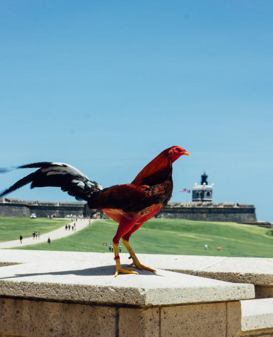 Castillo Cristobal and Castillo Morro are two must visit sites on your old San Juan self guided walking tour
