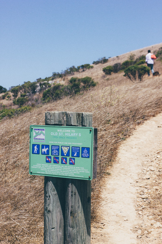 dog friendly hiking Tiburon St. Hilary Open space Preserve is one of the best dog friendly hikes in Marin county