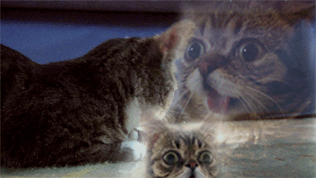 Image result for lil bub gif