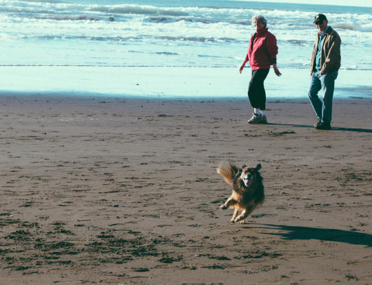 Fort Funston in San Francisco is a popular dog friendly beach